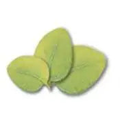 Camylle spa/jacuzzi-geur Eucalyptus-mint 100% natuurlijk: Luchtwegen en spijsvertering