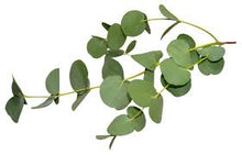 AROMATHERAPIE SunScent Eucalyptus - Jacuzzi-producten.nl