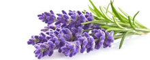 AROMATHERAPIE SunScent Lavendel - Jacuzzi-producten.nl