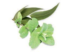 Camylle spa/jacuzzi-geur eucalyptus-mint 100% natuurlijk: Luchtwegen en spijsvertering - Jacuzzi-producten.nl